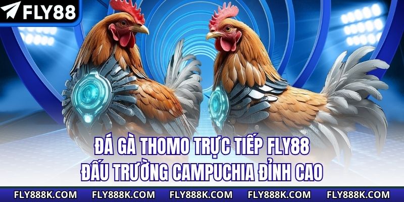 Đá Gà Thomo Trực Tiếp Fly88 - Đấu Trường Campuchia Đỉnh Cao